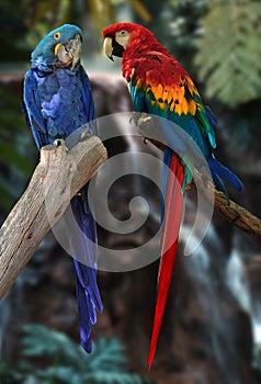 Macaw parrots