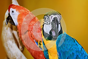 The Macaw Parrots