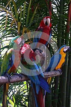 Macaw parrots