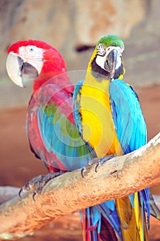 Macaw Parrots