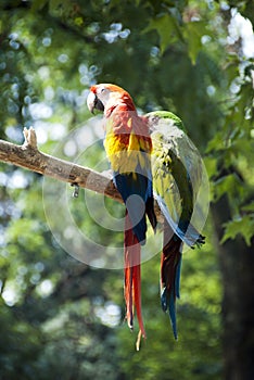 Macaw parrots