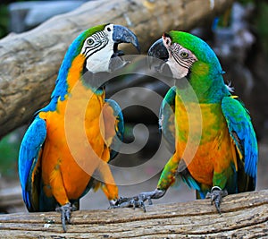 Macaw parrots photo