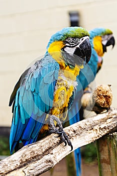 Macaw parrots on branches, blue yellow colorful parrots at the zoo