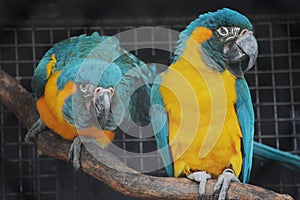 Macaw Parrots in a Cage