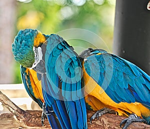 Macaw parrots colorful grooming