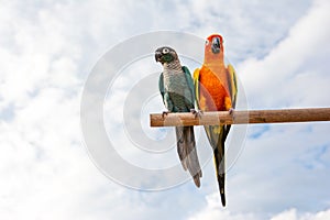 Macaw parrots on dried tree branch with blue sky
