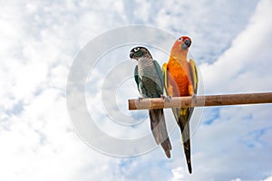 Macaw parrots on dried tree branch with blue sky background