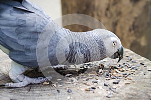 Macaw parrots eating seed on the wood