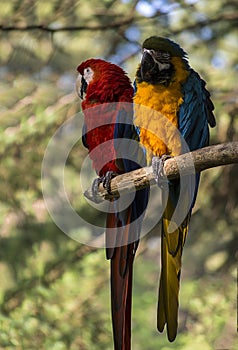Macaw parrots