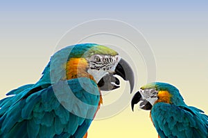 Macaw parrots-same