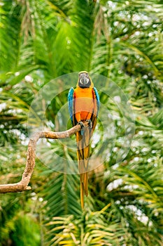 Macaw parrots sitting on a branch