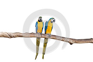 Macaw parrots stand on the branchesâ€‹ withâ€‹ whiteâ€‹ background.â€‹ isolatedâ€‹ parrot.â€‹ Brids.