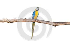 Macaw parrots stand on the branchesâ€‹ withâ€‹ whiteâ€‹ background.â€‹ isolatedâ€‹ parrot.â€‹ Brids.