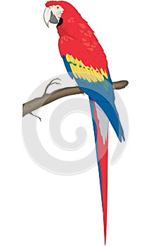 Macaw on a Perch Illustration