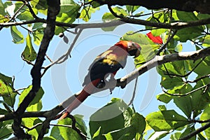 Macaw perched 