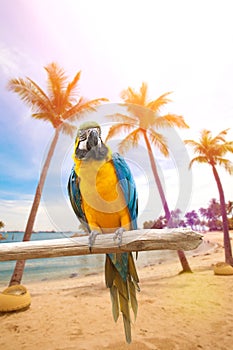 Macaw perched on a wooden post enjoying the warmth of the evening sun by the beach