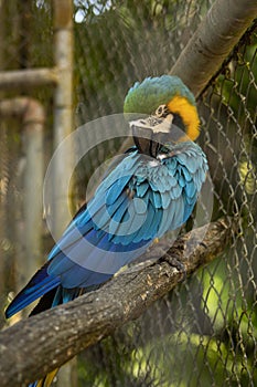 Macaw posed in brench wood