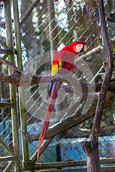 Macaw posed in brench wood