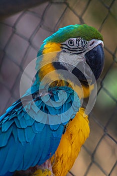 Macaw posed in brench wood