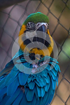 Macaw posed in brench wood photo