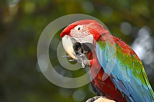 Macaw photo