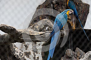 Macaw-Psittacidae