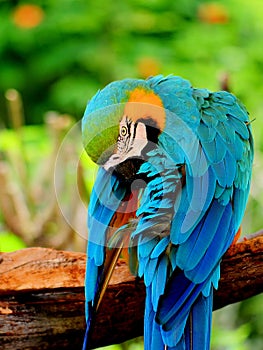 Macaw (psittacine)