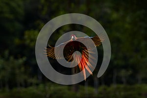 Macaw rare form Ara macao x Ara ambigua, in tropical forest, Costa Rica. Red hybrid fly parrot in forest. Wildlife in tropic