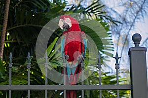 Macaw with red, blue and yellow feathers