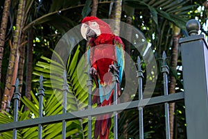 Macaw with red, blue and yellow feathers