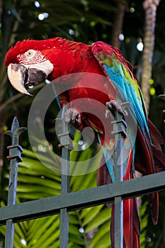 Macaw with red, blue and yellow feathers