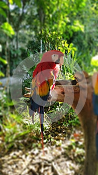 Macaw red in Mexico