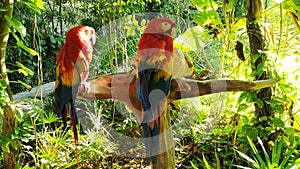 Macaw red in Mexico photo