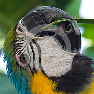 Macaw's Beak and Tongue