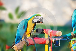 Macaw  sits on a branch in the garden and eating nuts