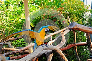 Macaw spreading wings