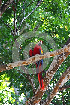 Macaw in the tree