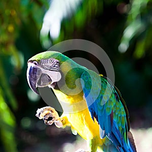 Macaw on a tree