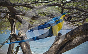 Macaw on a tree on the beach