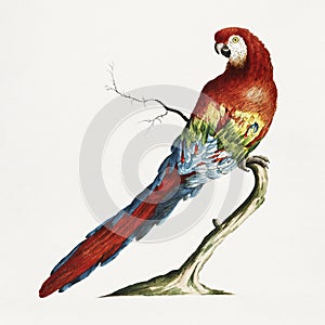 Macaw on a tree branch vintage illustration