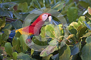 A macaw walks among the leaves