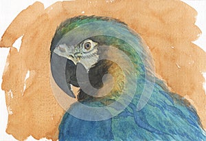 Macaw watercolor painting