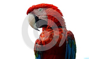 Macaw on white background