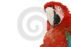 Macaw on white background photo