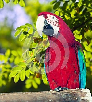 macaw in wildness area
