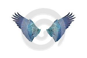 Macaw wings on white background