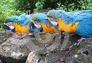 Macaws