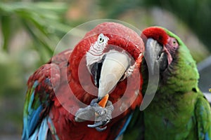 Macaws photo