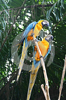 Macaws