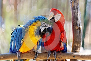 Macaws